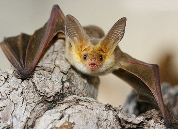 Expert Bat Removal Services