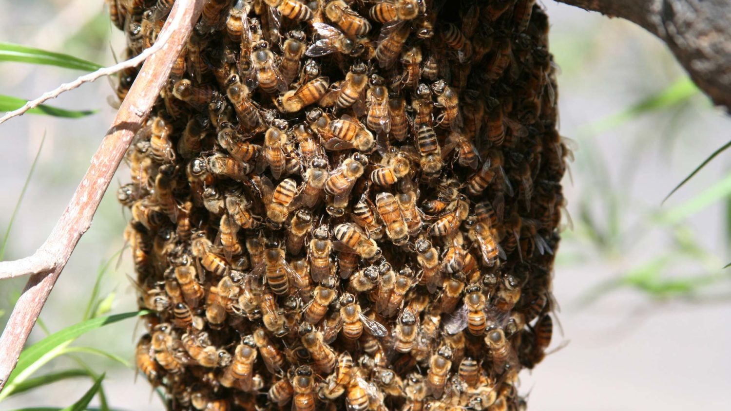 Professional Bee Removal Services