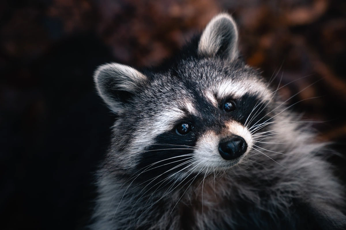 Wildlife & Dead Animal Removal in South Florida 
