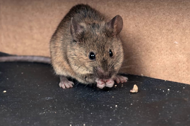 Professional Scratching Noises in Attic & Walls Removal Service
