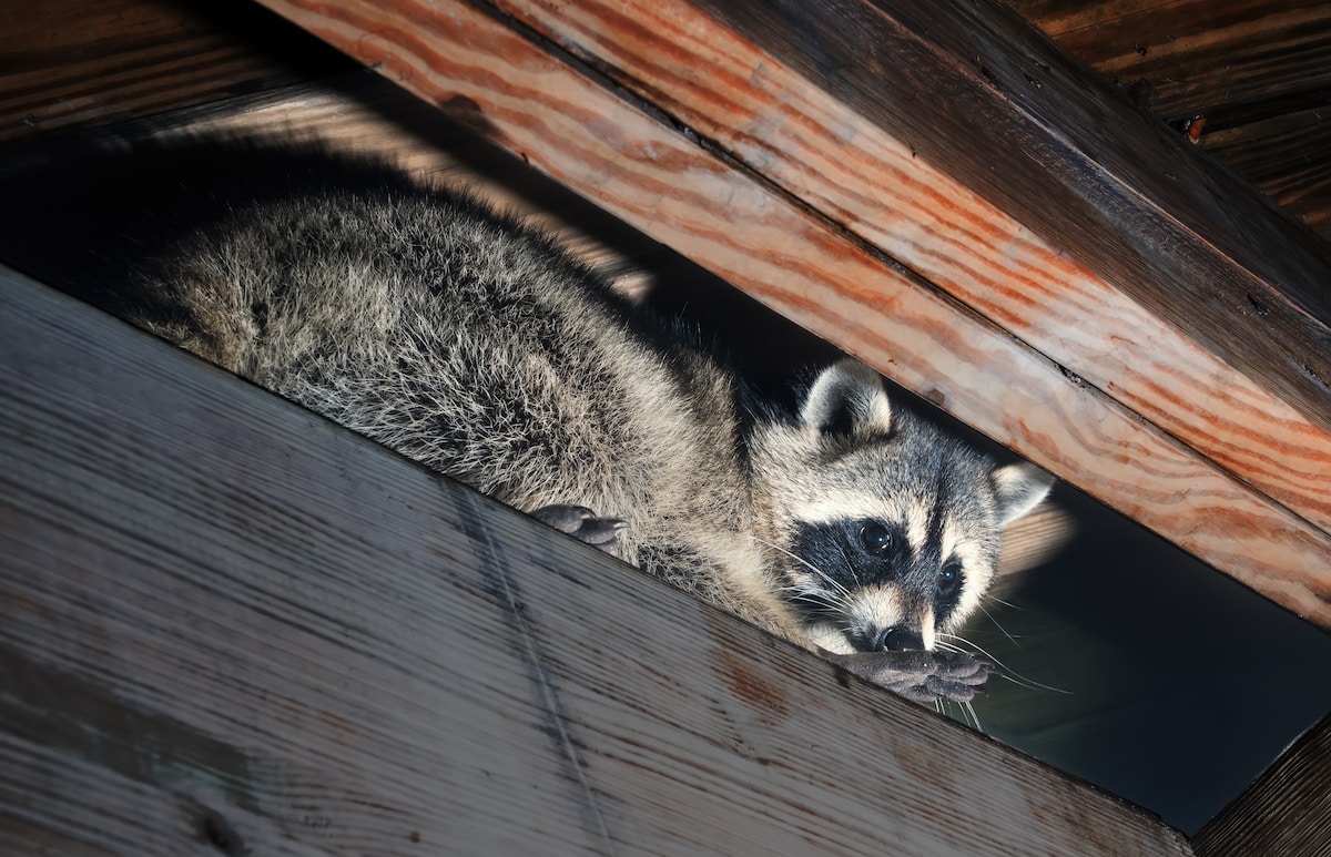 Professional Raccoon Removal from Attic Service