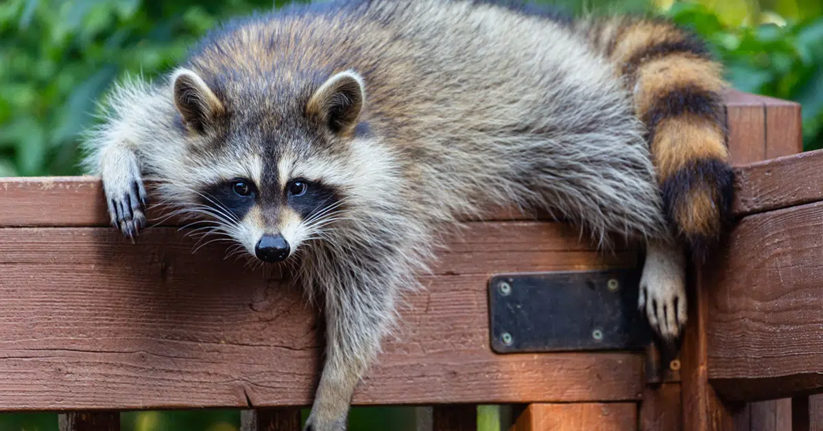 Professional Raccoon Removal Outdoors and Yard Service