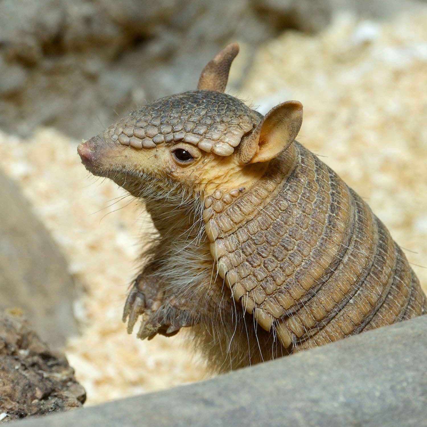 Professional Armadillo Removal Service