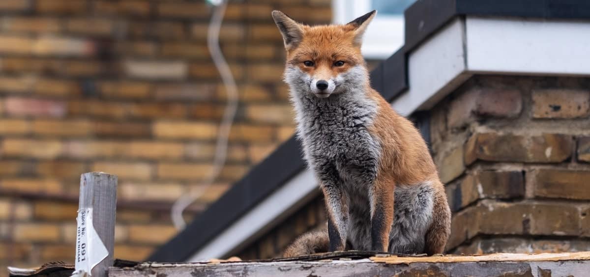 Professional Fox Removal Service