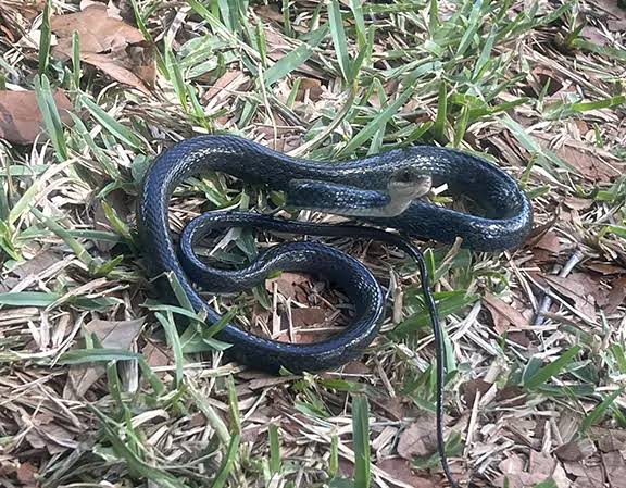 Professional Snake Removal Service