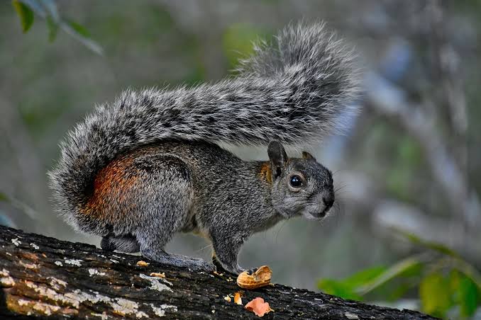 Professional Squirrel Removal Service